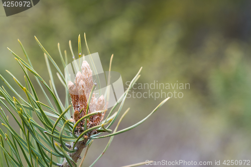 Image of Pine tree sprouts