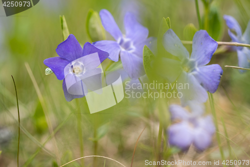 Image of Blue flowers at low perspective