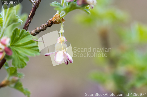 Image of Gooseberry flower closeup