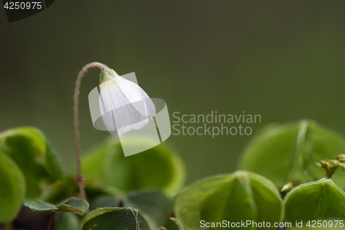 Image of Fragile flower close up