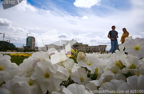 Image of Flowers and sky