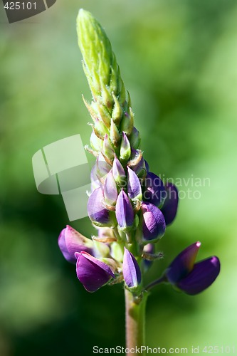 Image of Lupine