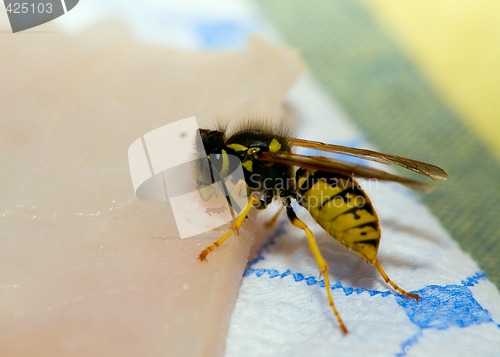 Image of Wasp