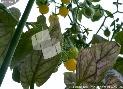 Image of Decorative tomatoes