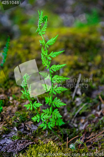 Image of Fern shoots