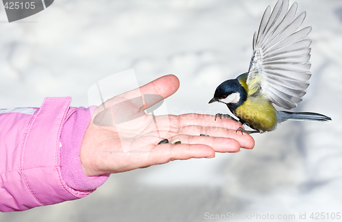 Image of Titmouse.