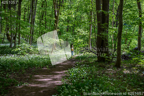 Image of The girl in the forest