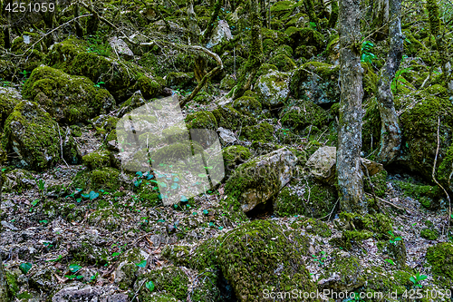 Image of The stony slope