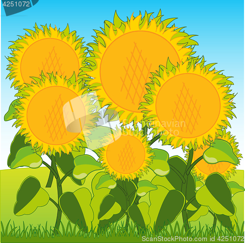 Image of Field with sunflower