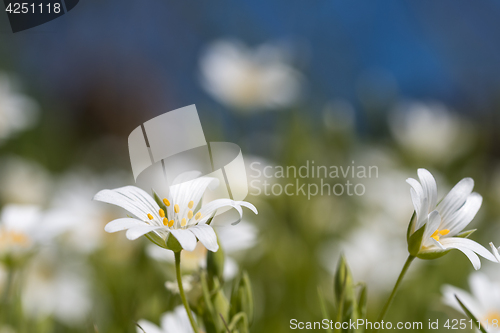 Image of White summer flowers closeup