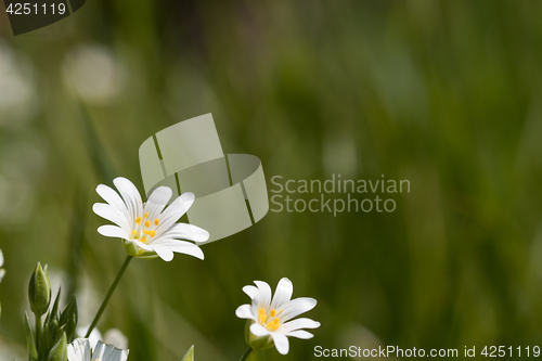 Image of White summer flowers at green background