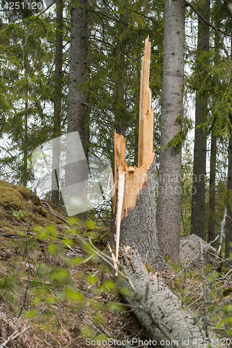 Image of Tree stump with a fallen tree