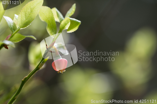 Image of Blossom blueberry flower