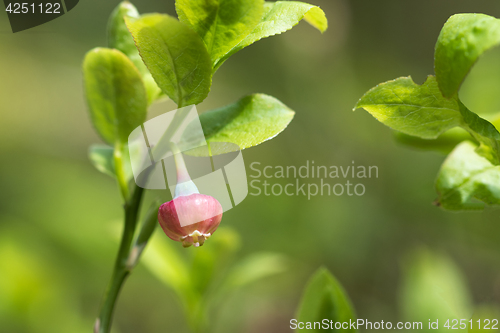 Image of Blueberry flower in a fresh greenery