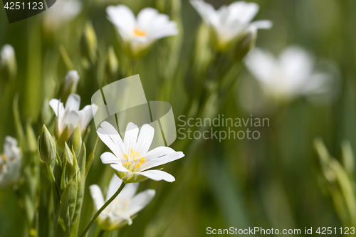 Image of Fresh white summer flower