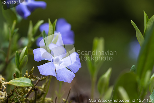 Image of Blue flower close up