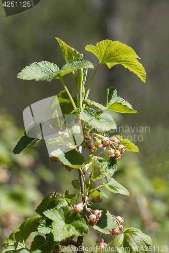 Image of Red currant twig with flowers