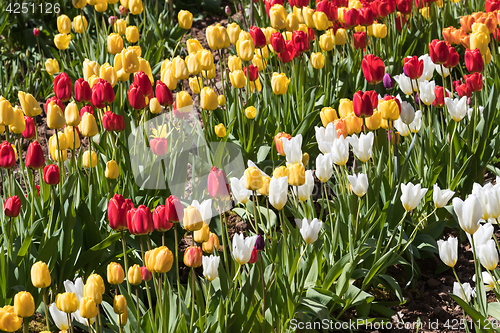 Image of Bright colorful tulips