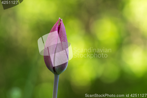 Image of Tulip bud by a green background