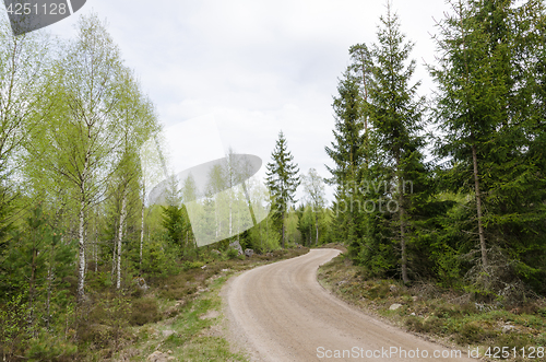 Image of Winding gravel road through a forest