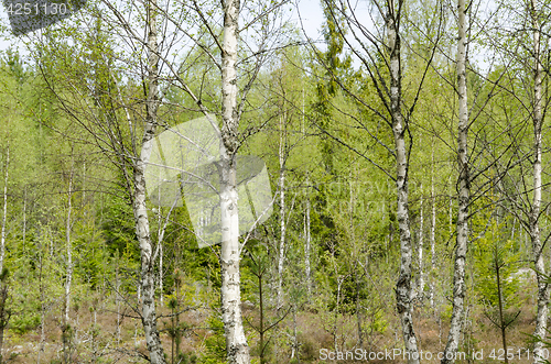 Image of Bright birch tree forest