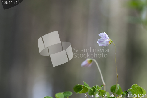 Image of Blossom wood-sorrel flower