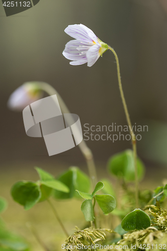 Image of Fragile flower on a mossy forest ground