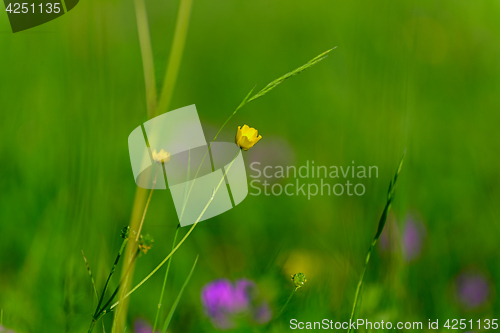 Image of Flower of the Buttercup acrid