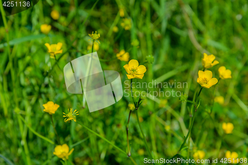 Image of Flower of the Buttercup acrid