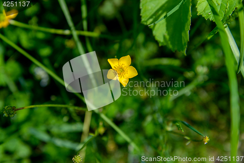 Image of Flower of the Buttercup acrid