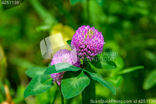Image of The clover flower