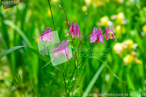 Image of The flowers Aquilegia