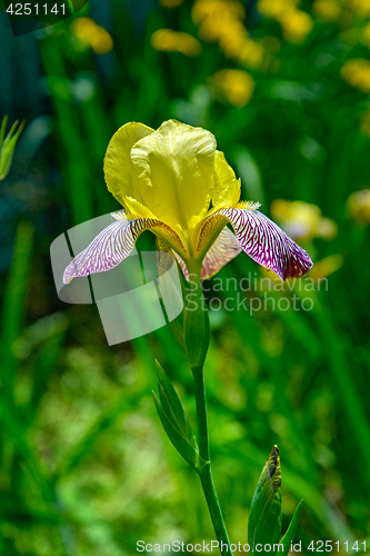 Image of The iris flower