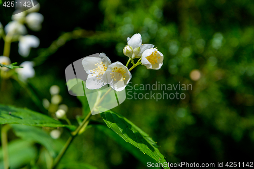 Image of The jasmine flowers
