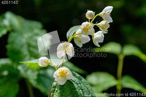 Image of The jasmine flowers