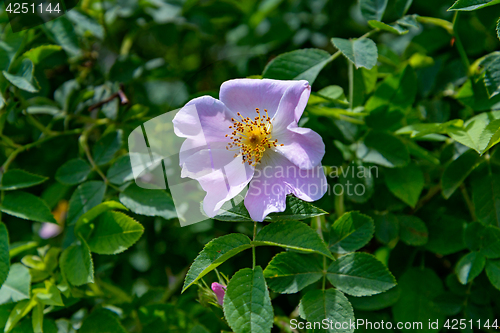 Image of The Rosehip flower