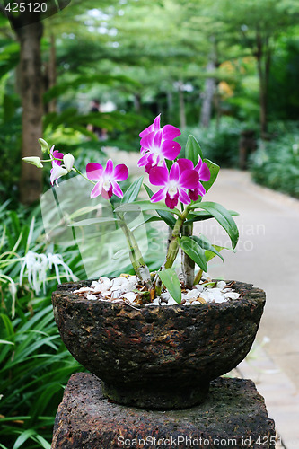 Image of Orchids