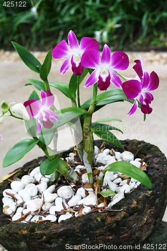 Image of Orchids