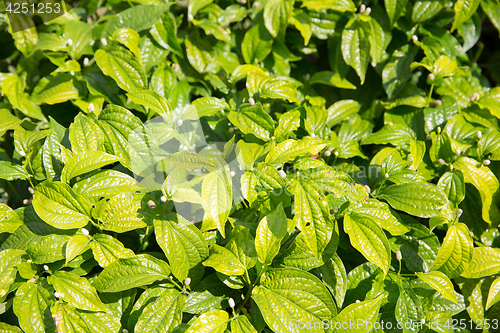 Image of green plants on Sri Lanka