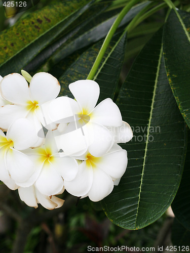 Image of Frangipani