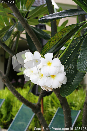 Image of Frangipani