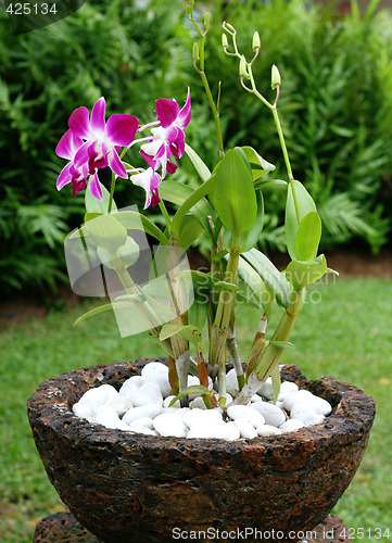 Image of Orchids