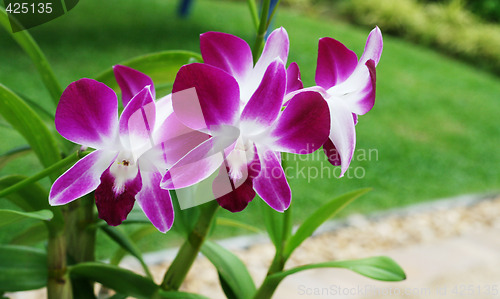 Image of Orchids