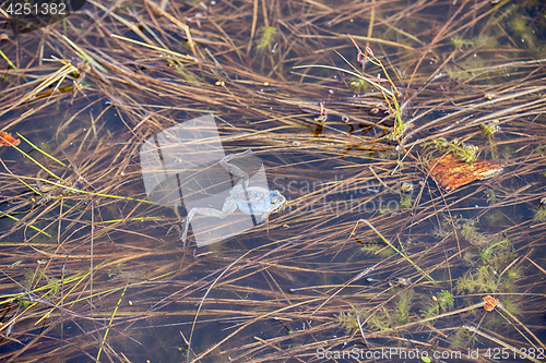 Image of Frog in swamp