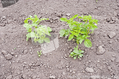 Image of potato plants in the garden