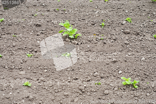 Image of potato plants in the garden