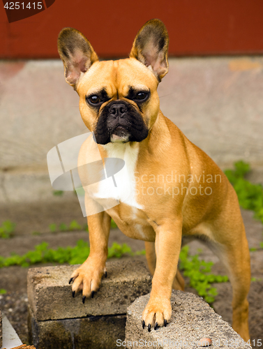 Image of French Bulldog Pure Breed Canine Dog Animal Frenchie