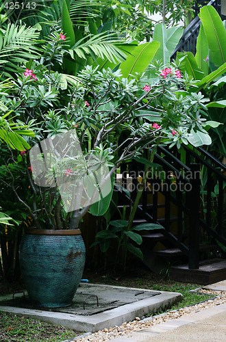 Image of Tropical garden
