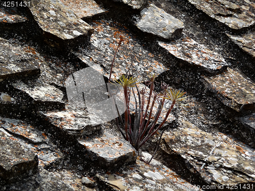 Image of Wild Flower