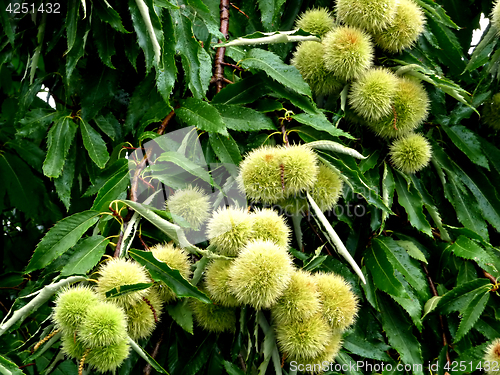 Image of Chestnut Tree